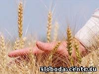 С надеждой на урожайный год